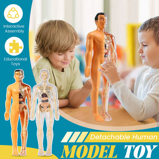 Detachable human model toy